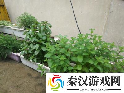 探索温暖香草的秘密所在